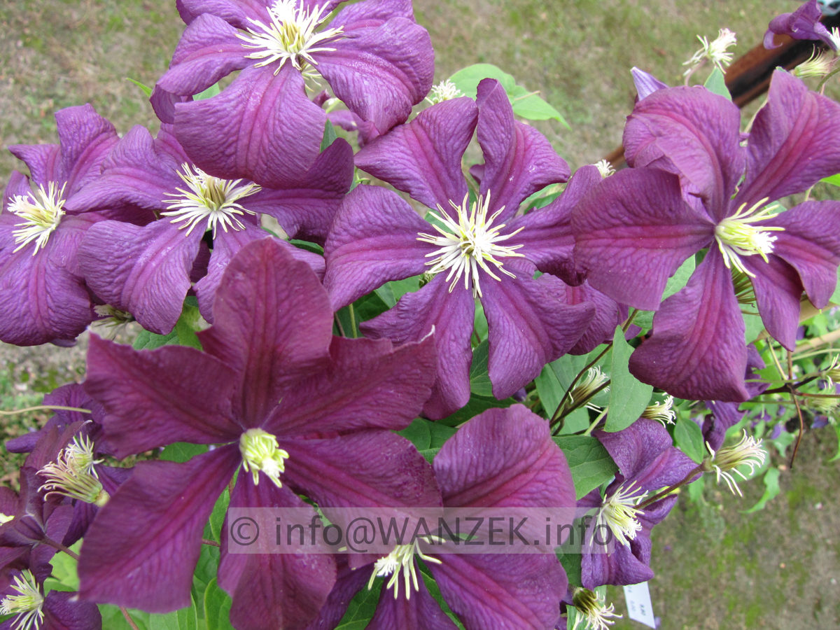 Clematis viticella Etoile Violette.JPG